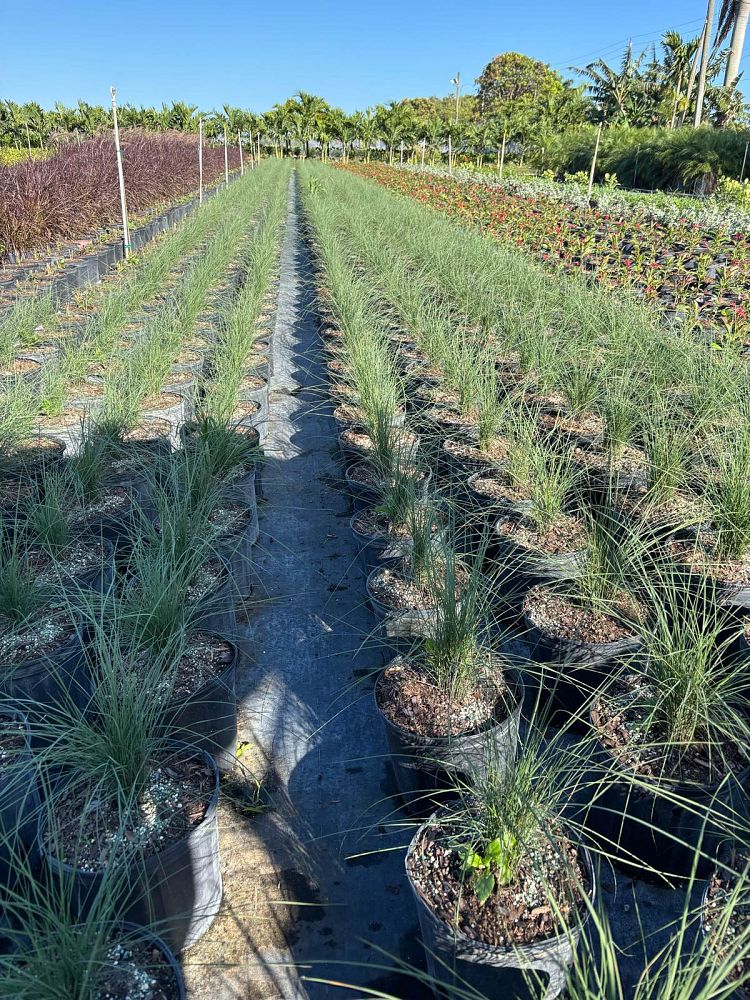 muhlenbergia-muhly-grass