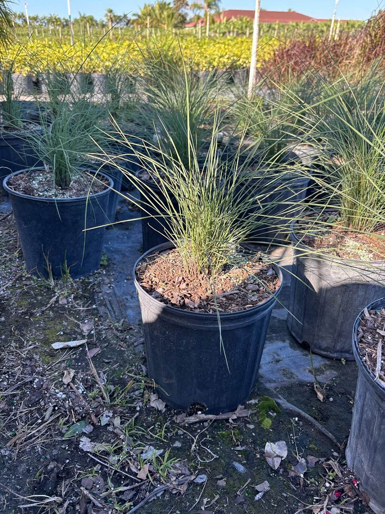 muhlenbergia-muhly-grass