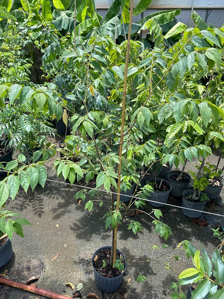 muntingia-calabura-strawberry-tree