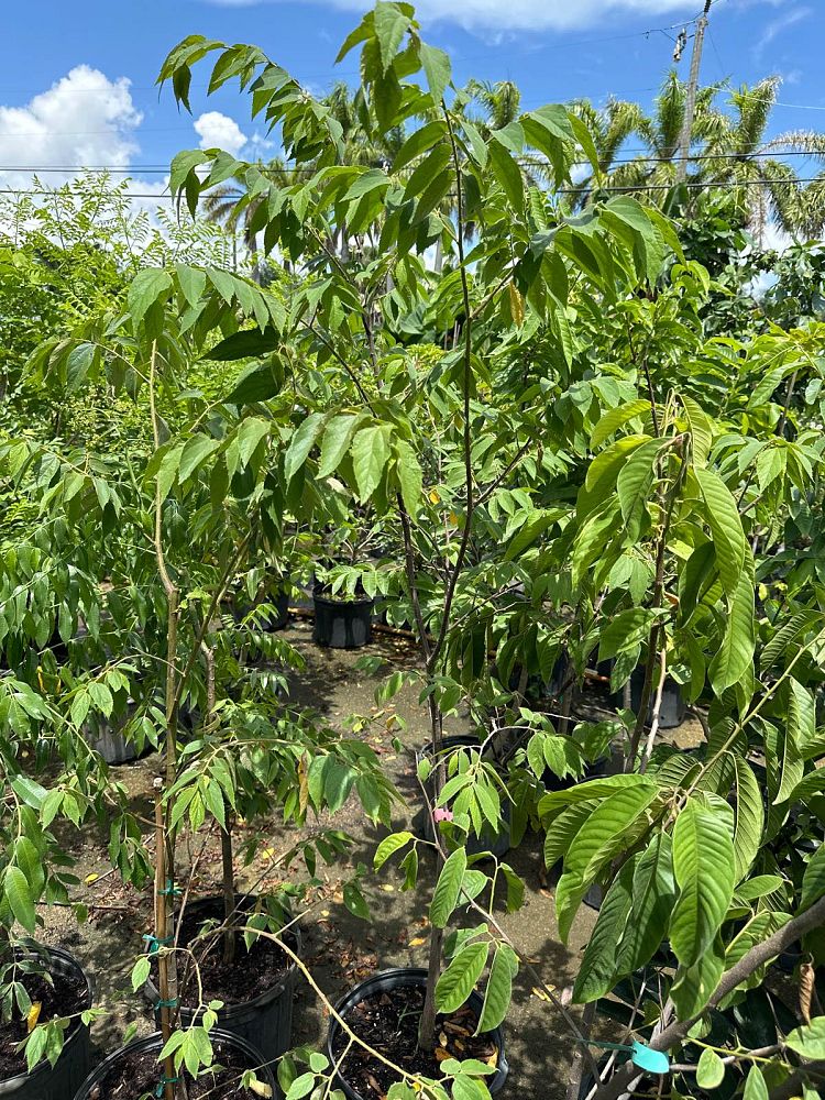 muntingia-calabura-strawberry-tree