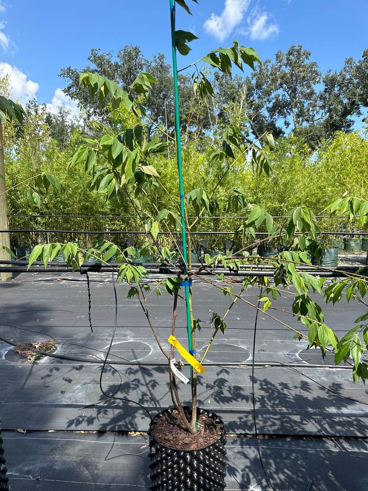 muntingia-calabura-strawberry-tree