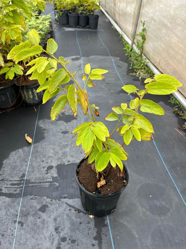 muntingia-calabura-strawberry-tree