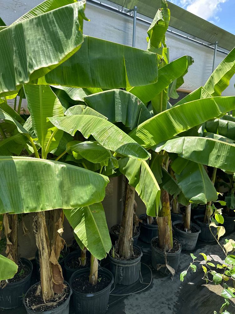 musa-acuminata-banana