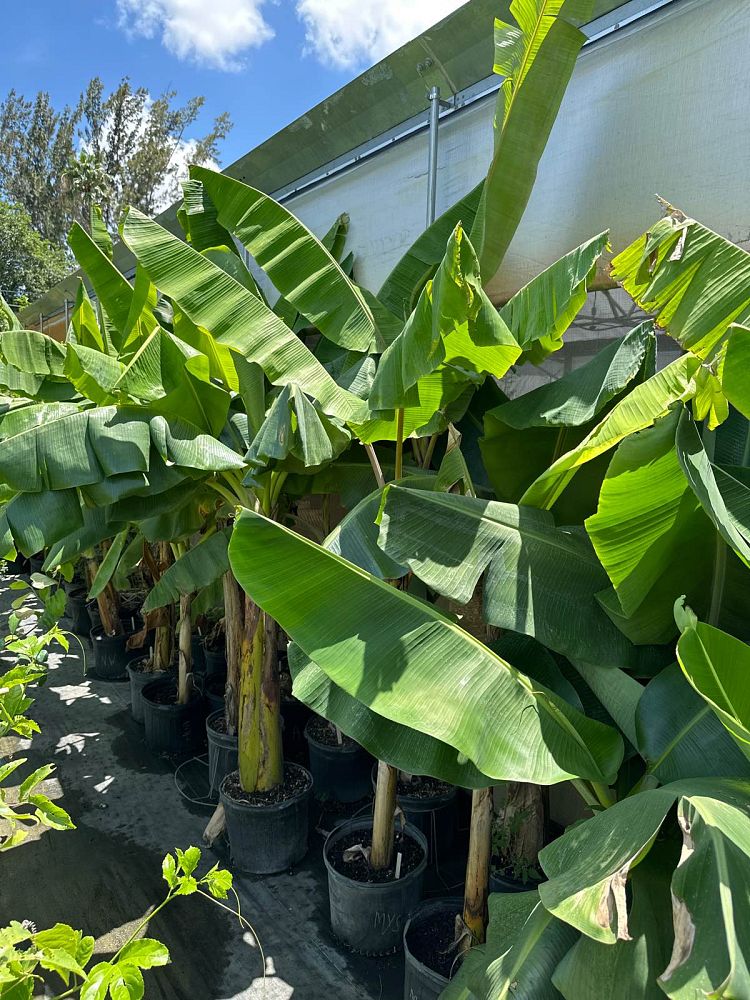 musa-acuminata-banana