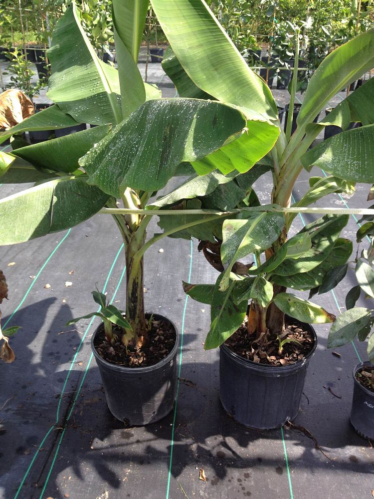 Musa acuminata 'Dwarf Cavendish', Banana 'Dwarf Cavendish'