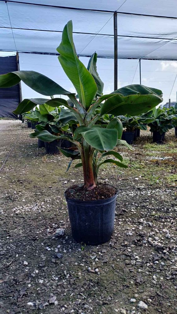 musa-acuminata-dwarf-cavendish-banana