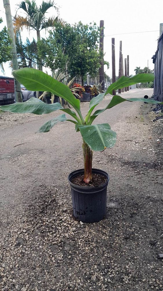 musa-acuminata-dwarf-cavendish-banana