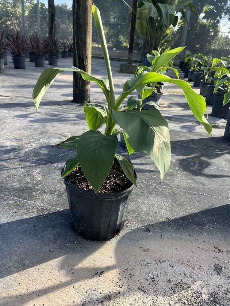 musa-acuminata-dwarf-cavendish-banana