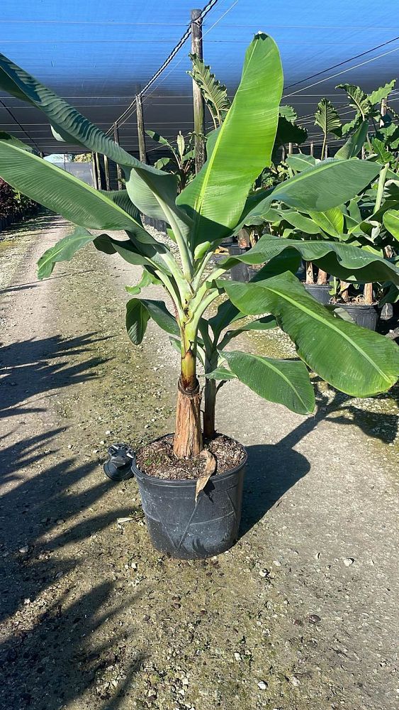 musa-acuminata-dwarf-cavendish-banana