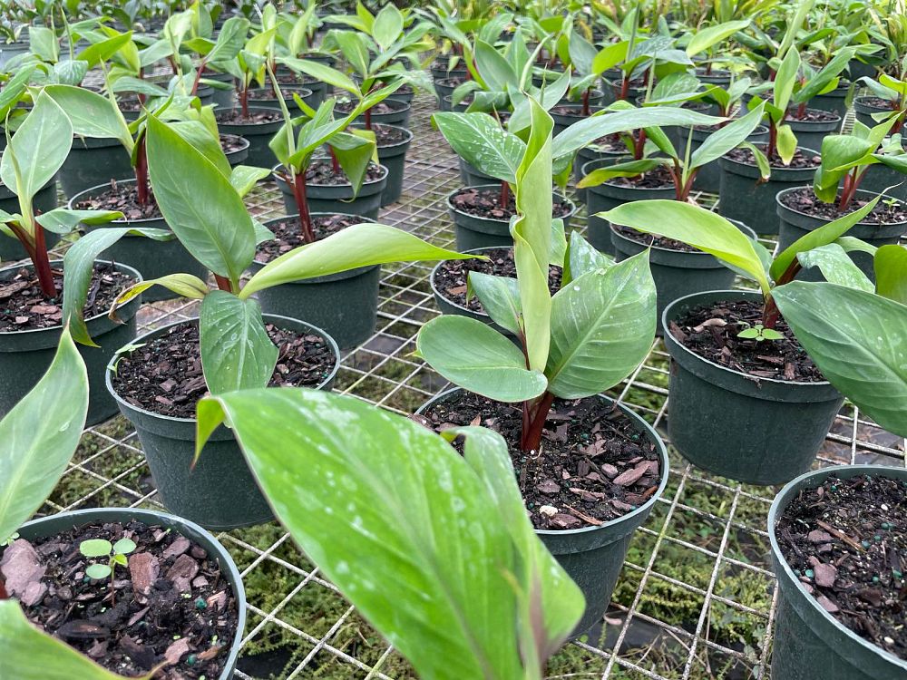 musa-acuminata-dwarf-cuban-red-dwarf-cuban-red-banana