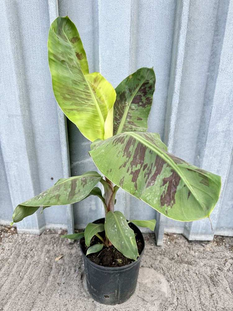 musa-acuminata-grand-nain-banana