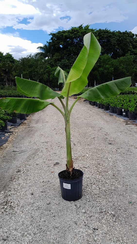 musa-acuminata-ice-cream-banana-blue-java