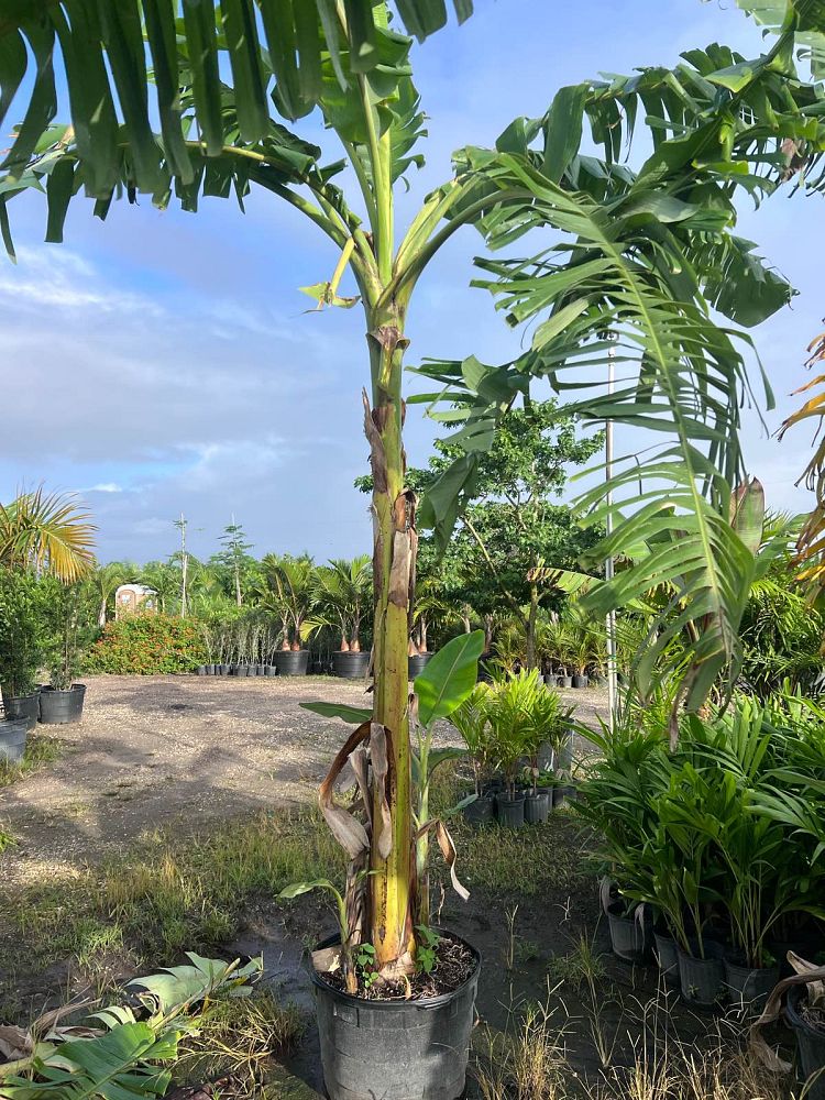 musa-acuminata-ice-cream-banana-blue-java