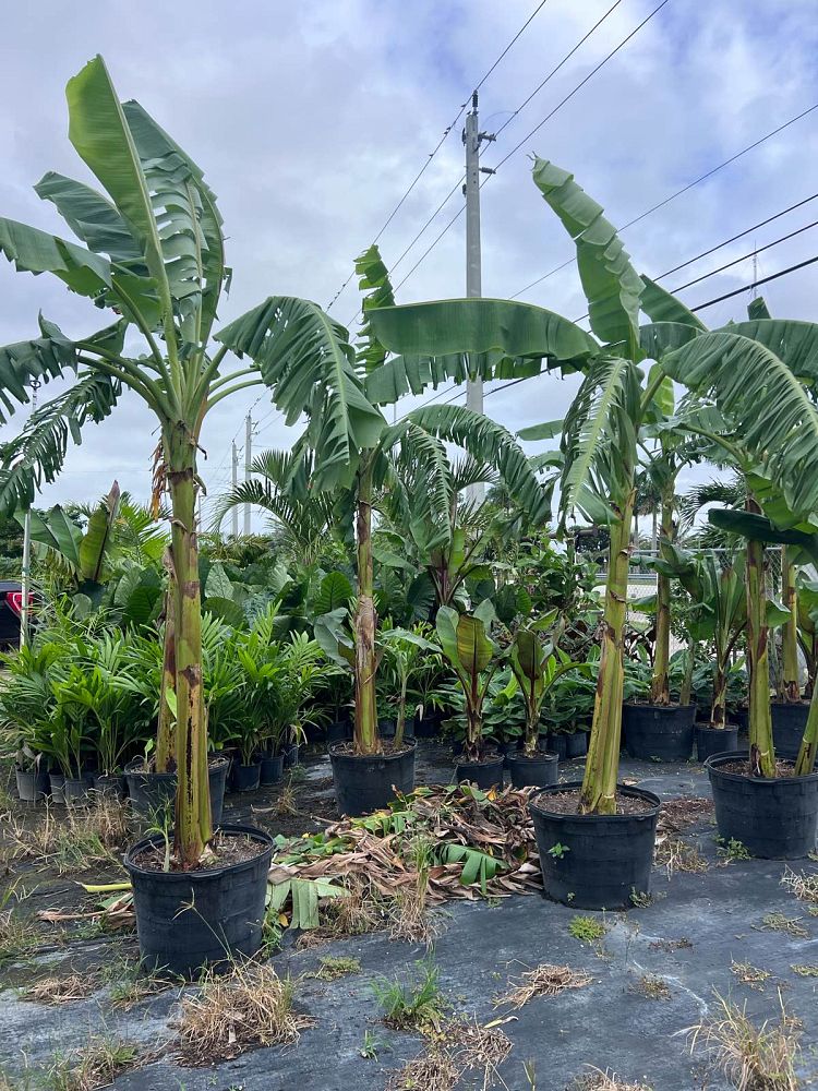 musa-acuminata-ice-cream-banana-blue-java