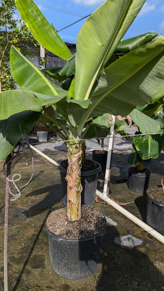 musa-acuminata-ice-cream-banana-blue-java