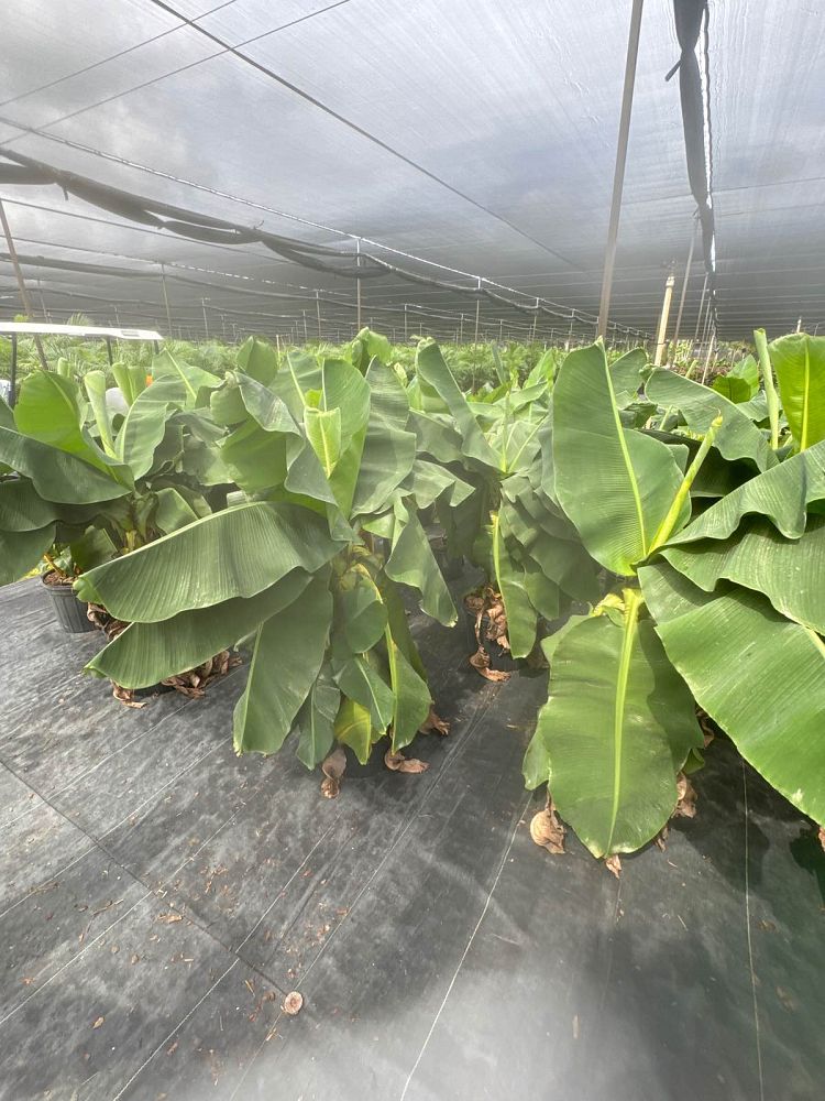 musa-acuminata-super-dwarf-banana-banana