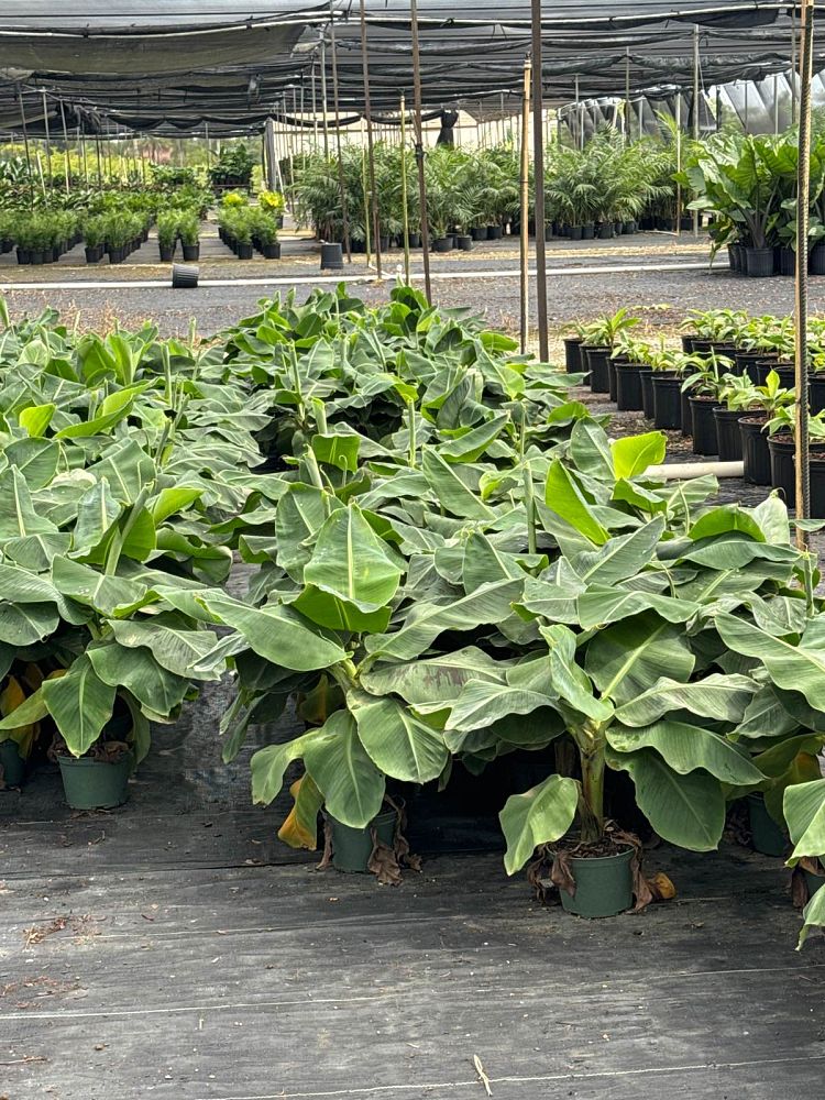 musa-acuminata-super-dwarf-banana-banana