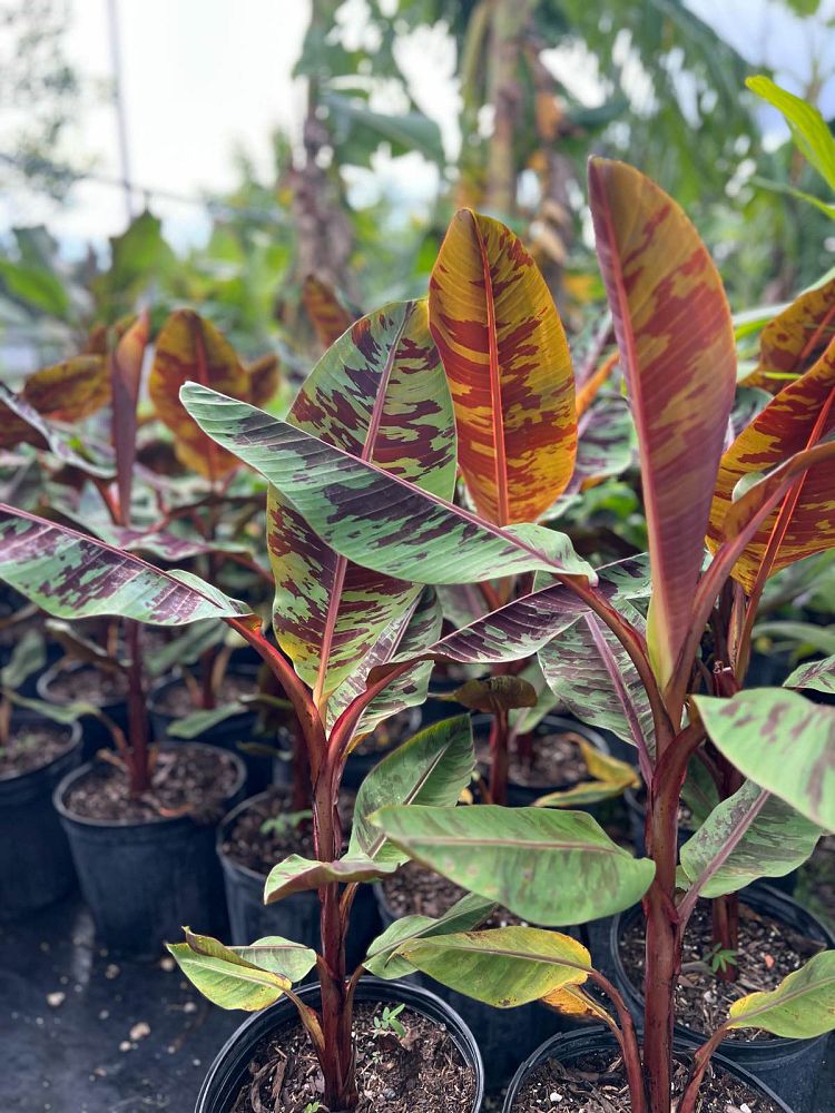 musa-acuminata-zebrina-red-banana-banana-rojo-musa-sumatrana-zebrina