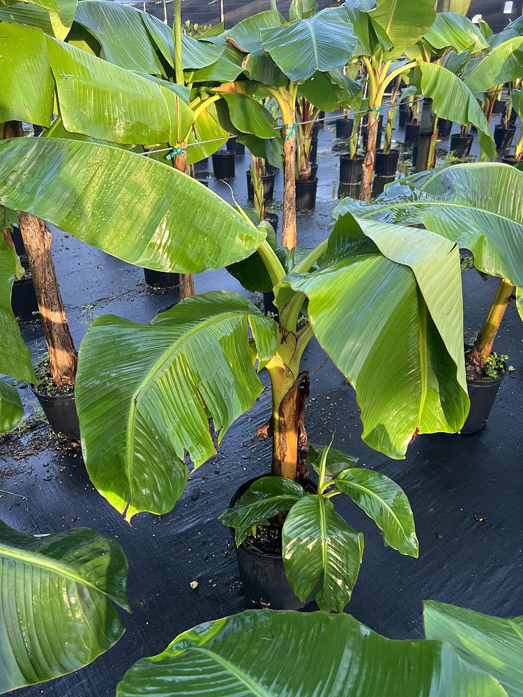 musa-puerto-rican-plantain-plantain-plantain-banana