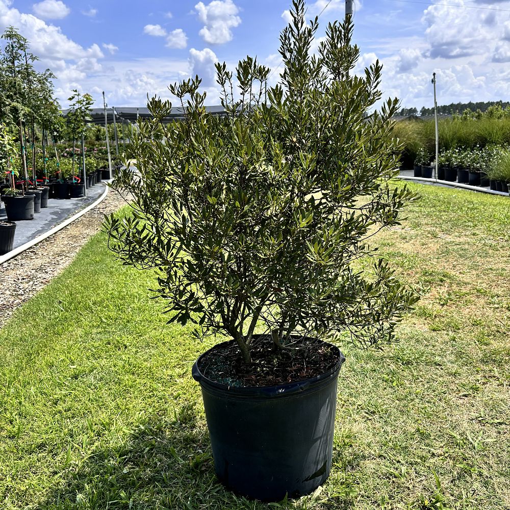 myrica-cerifera-don-s-dwarf-southern-wax-myrtle-southern-bayberry