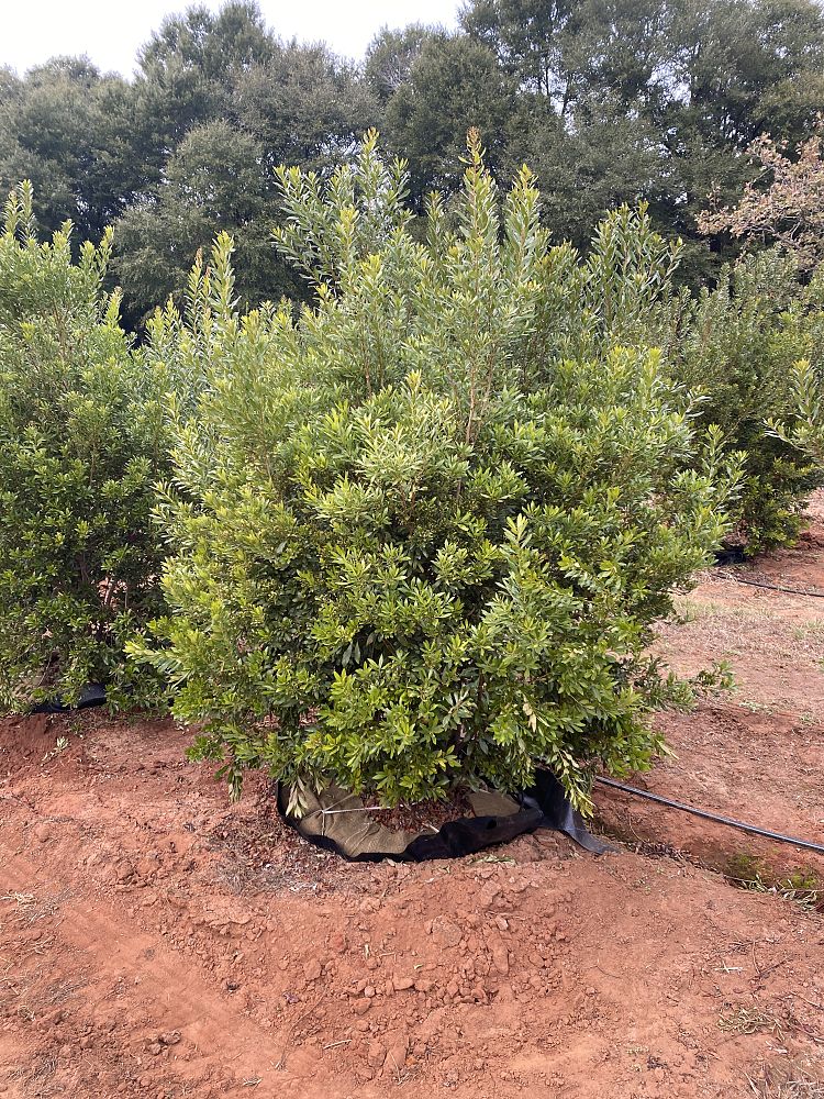 myrica-cerifera-southern-wax-myrtle-southern-bayberry-morella-cerifera