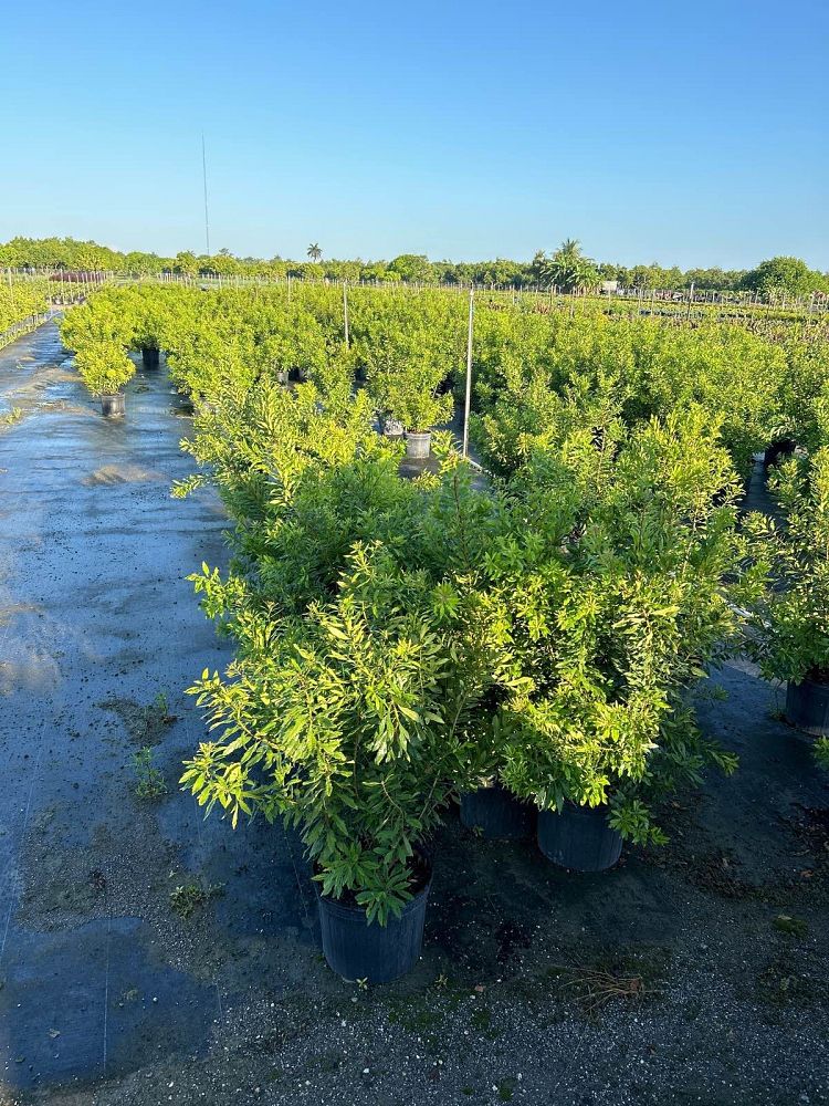 myrica-cerifera-southern-wax-myrtle-southern-bayberry-morella-cerifera