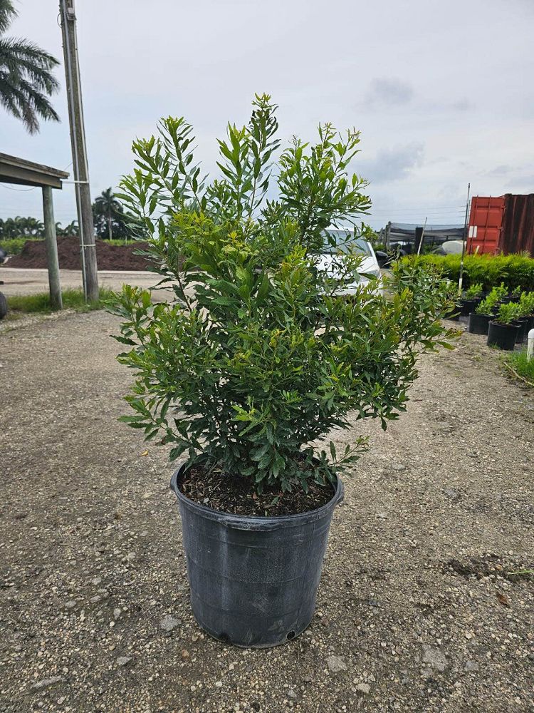 myrica-cerifera-southern-wax-myrtle-southern-bayberry-morella-cerifera