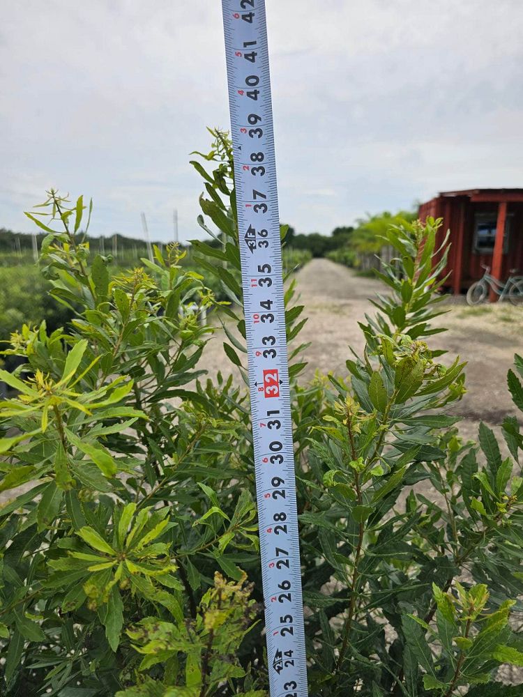 myrica-cerifera-southern-wax-myrtle-southern-bayberry-morella-cerifera