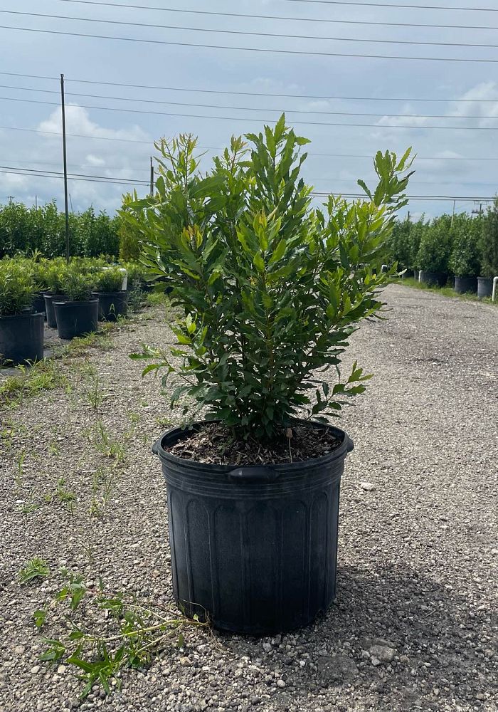 myrica-cerifera-southern-wax-myrtle-southern-bayberry-morella-cerifera