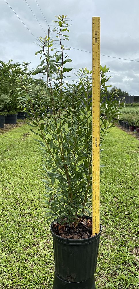 myrica-cerifera-southern-wax-myrtle-southern-bayberry-morella-cerifera