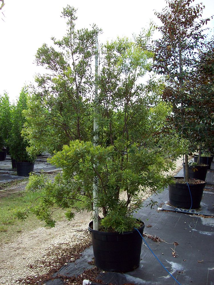 myrica-cerifera-southern-wax-myrtle-southern-bayberry-morella-cerifera