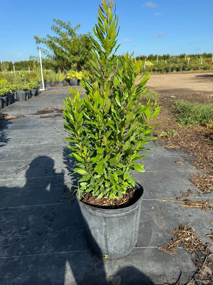 myrica-cerifera-southern-wax-myrtle-southern-bayberry-morella-cerifera