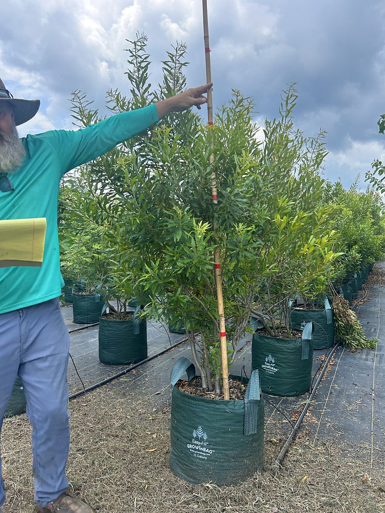 myrica-cerifera-southern-wax-myrtle-southern-bayberry-morella-cerifera