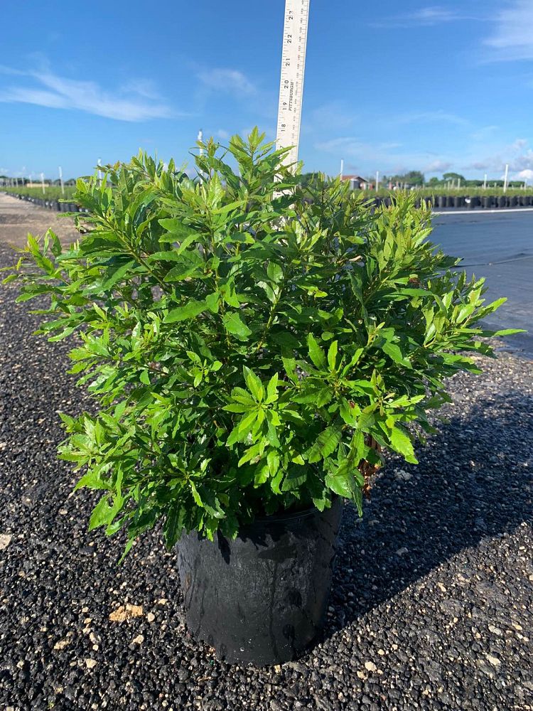 myrica-cerifera-southern-wax-myrtle-southern-bayberry-morella-cerifera