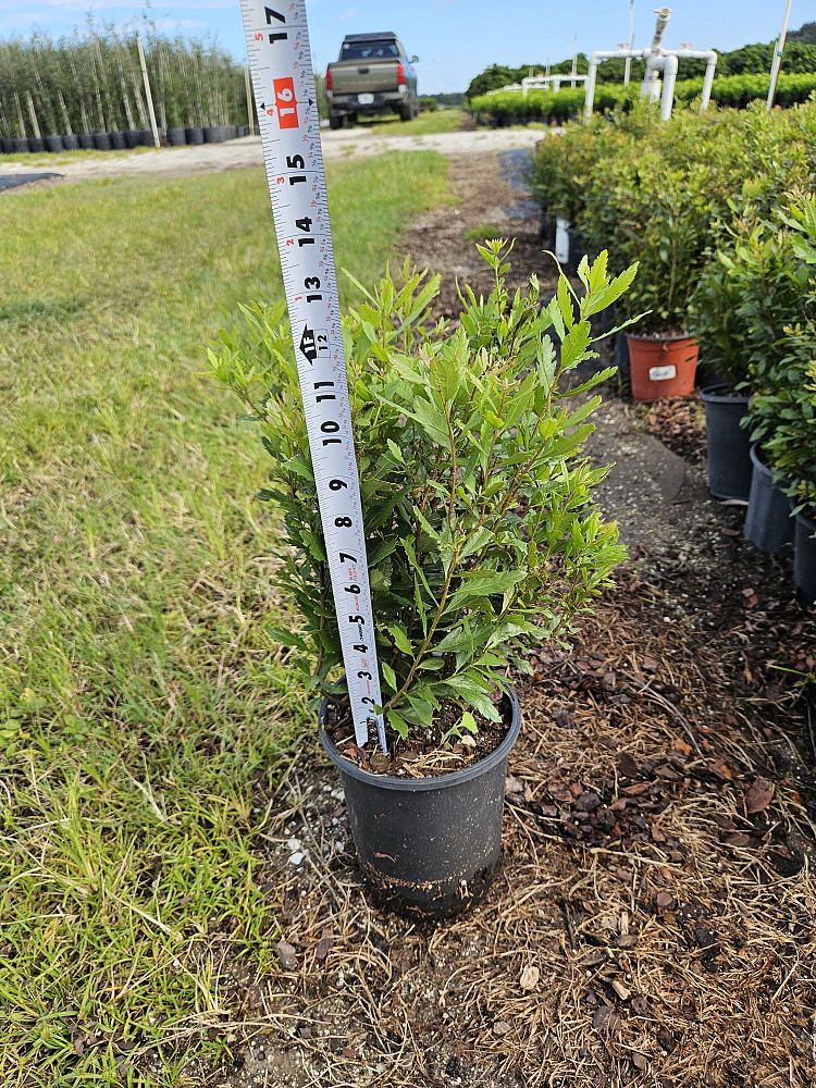 myrica-cerifera-southern-wax-myrtle-southern-bayberry-morella-cerifera