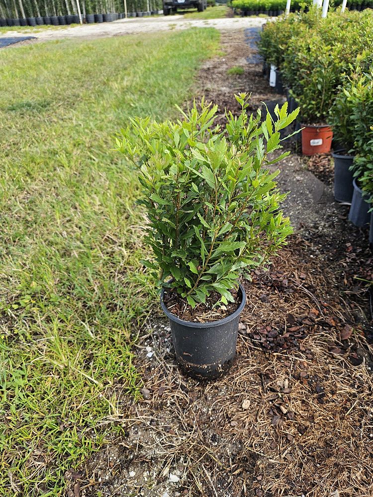 myrica-cerifera-southern-wax-myrtle-southern-bayberry-morella-cerifera