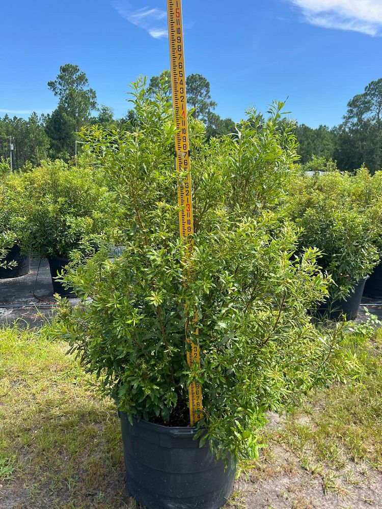 myrica-cerifera-southern-wax-myrtle-southern-bayberry-morella-cerifera