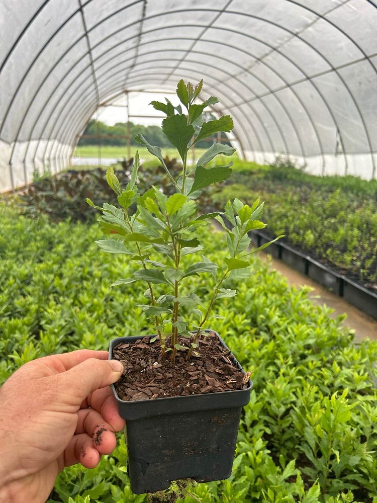 myrica-cerifera-southern-wax-myrtle-southern-bayberry-morella-cerifera