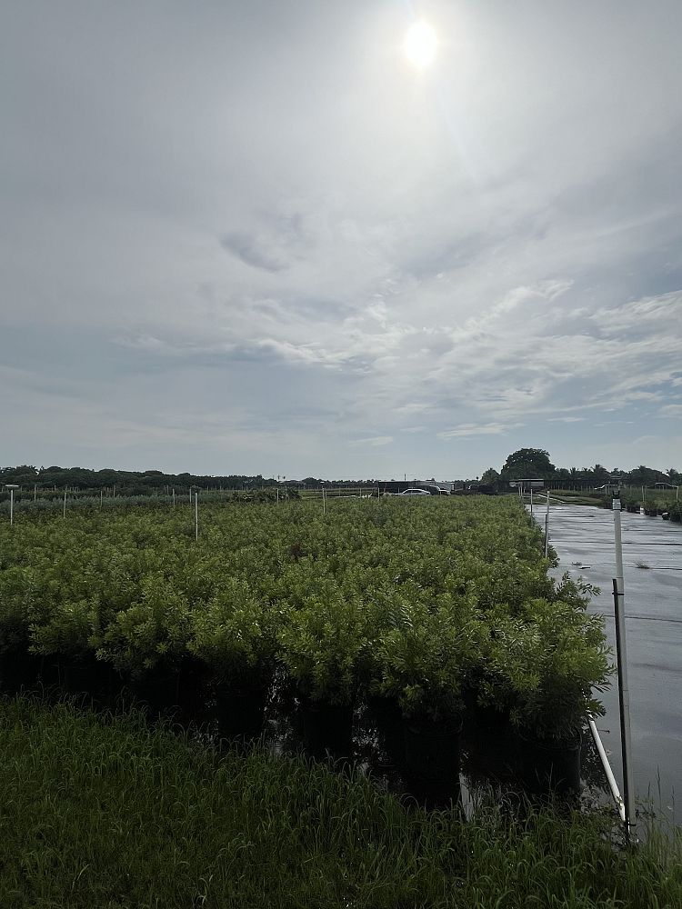 myrica-cerifera-southern-wax-myrtle-southern-bayberry-morella-cerifera