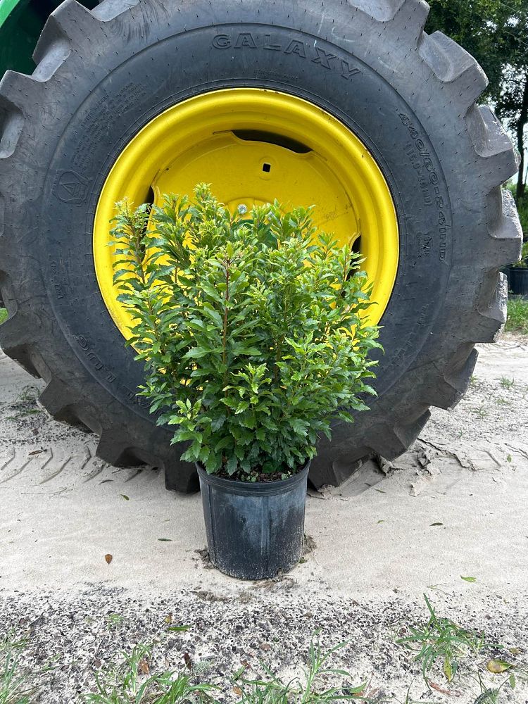 myrica-cerifera-southern-wax-myrtle-southern-bayberry-morella-cerifera