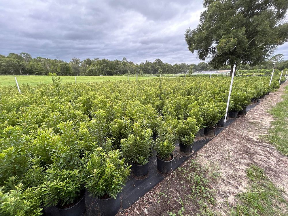 myrica-cerifera-southern-wax-myrtle-southern-bayberry-morella-cerifera