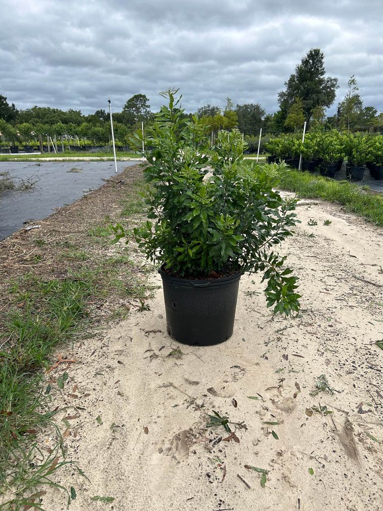 myrica-cerifera-southern-wax-myrtle-southern-bayberry-morella-cerifera