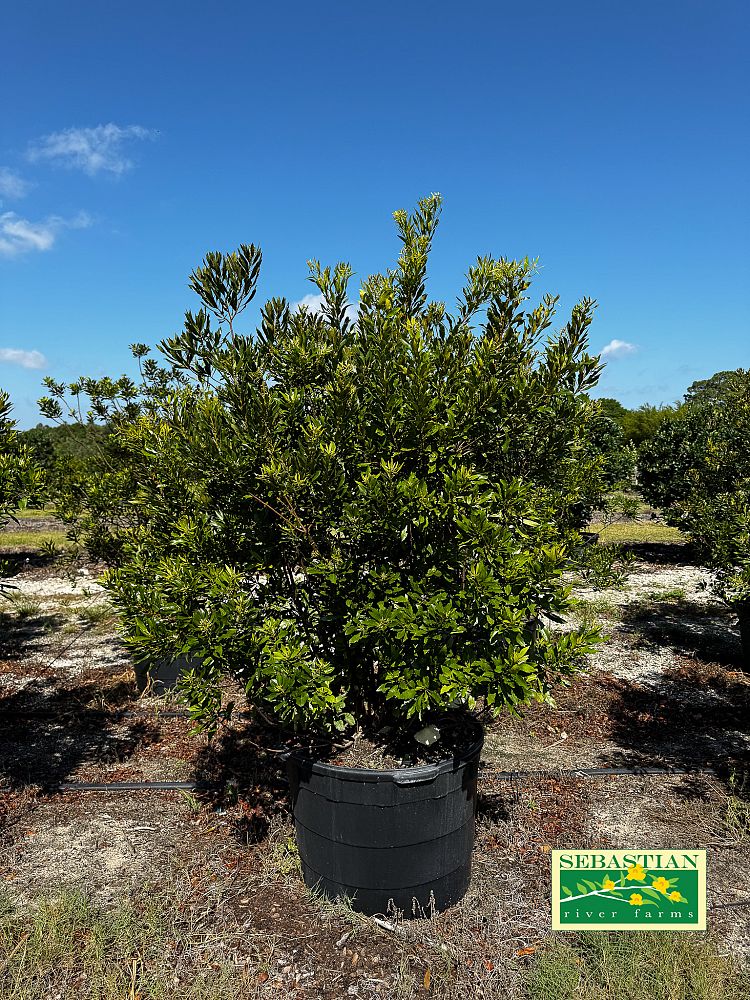 myrica-cerifera-southern-wax-myrtle-southern-bayberry-morella-cerifera