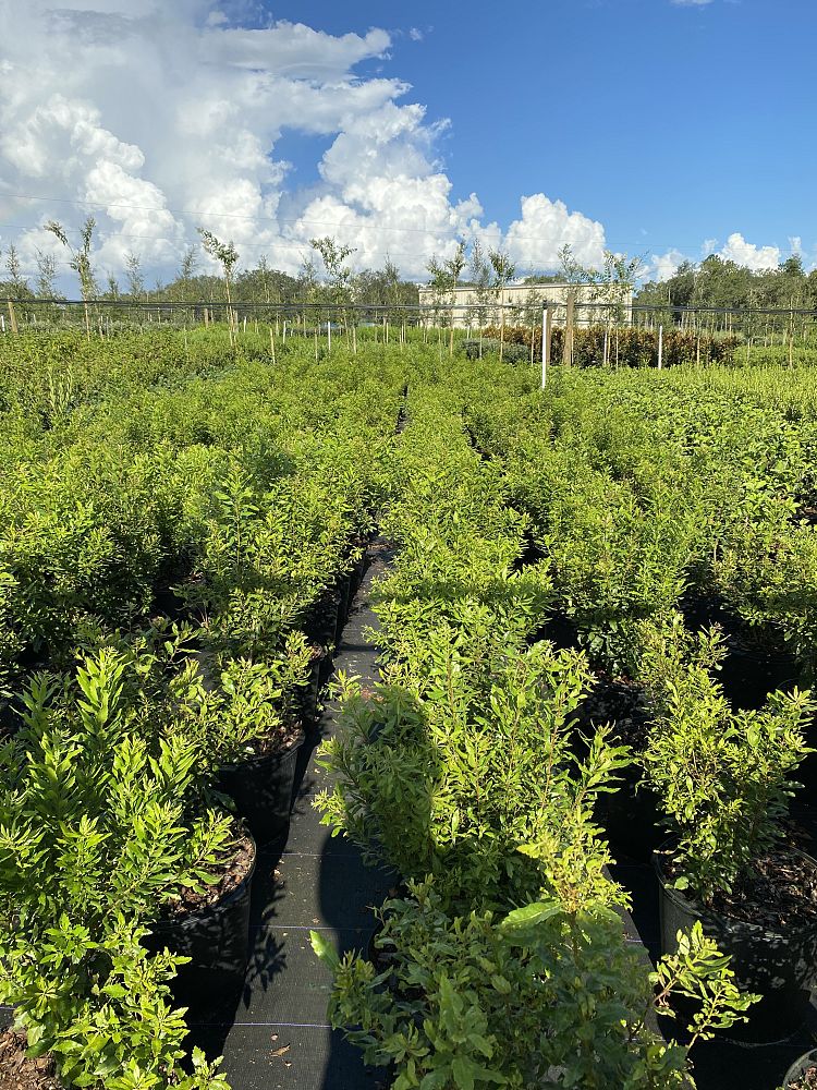 myrica-cerifera-southern-wax-myrtle-southern-bayberry-morella-cerifera