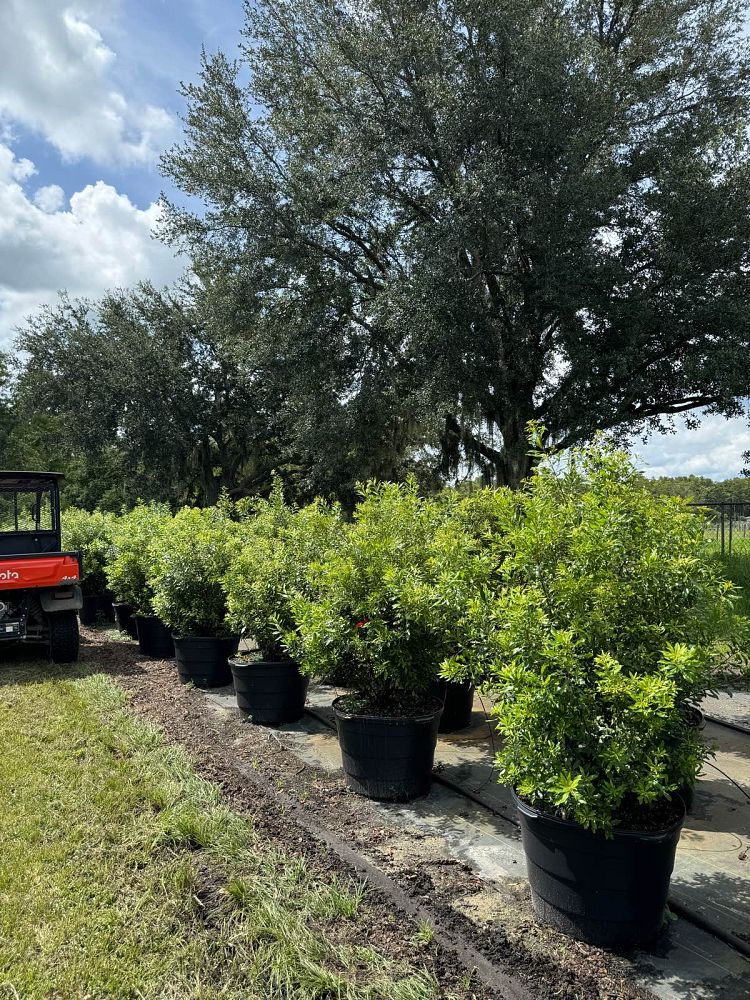 myrica-cerifera-southern-wax-myrtle-southern-bayberry-morella-cerifera