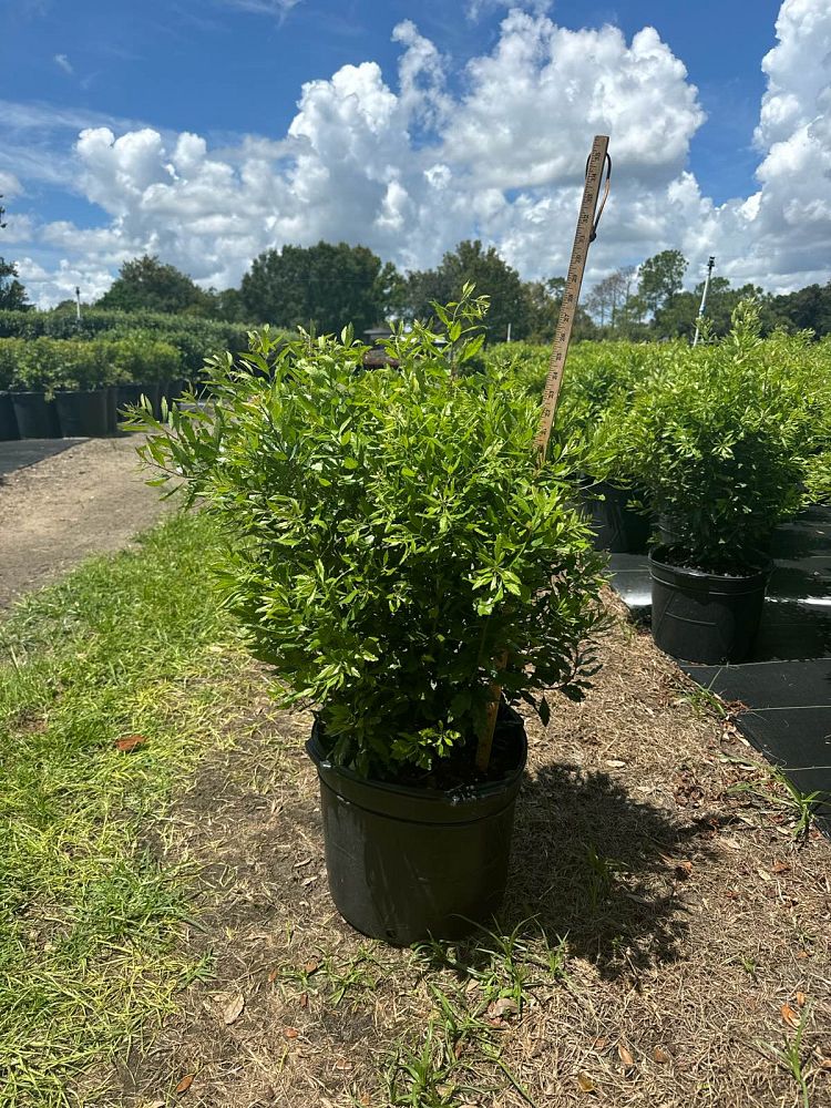 myrica-cerifera-southern-wax-myrtle-southern-bayberry-morella-cerifera