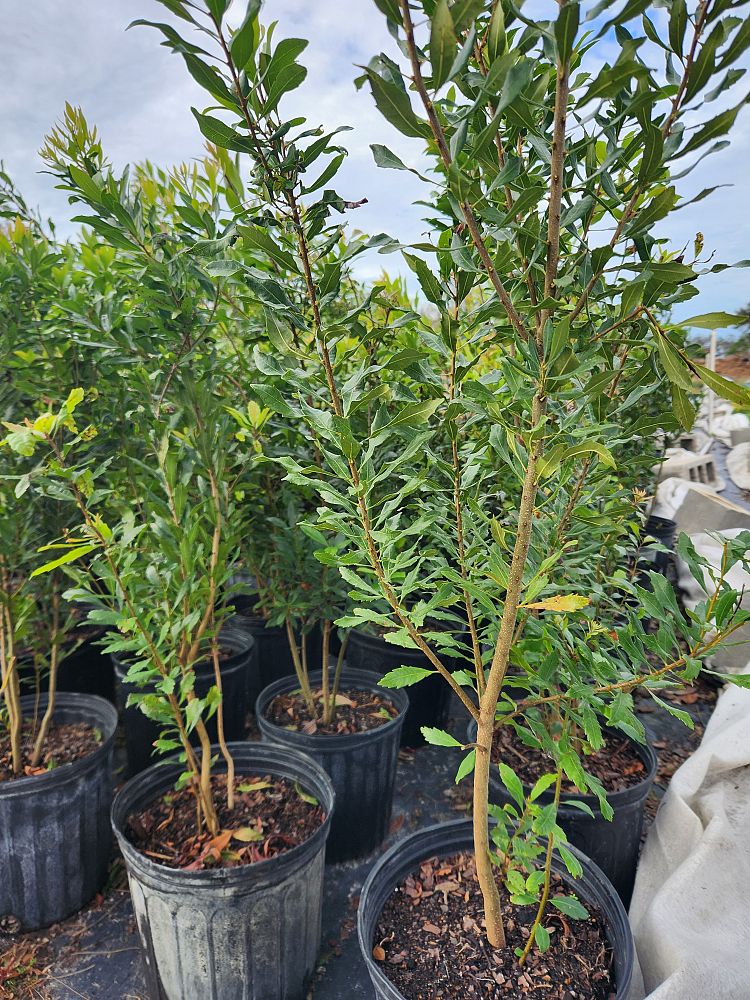 myrica-cerifera-southern-wax-myrtle-southern-bayberry-morella-cerifera