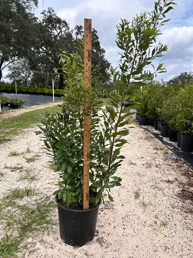 myrica-cerifera-southern-wax-myrtle-southern-bayberry-morella-cerifera