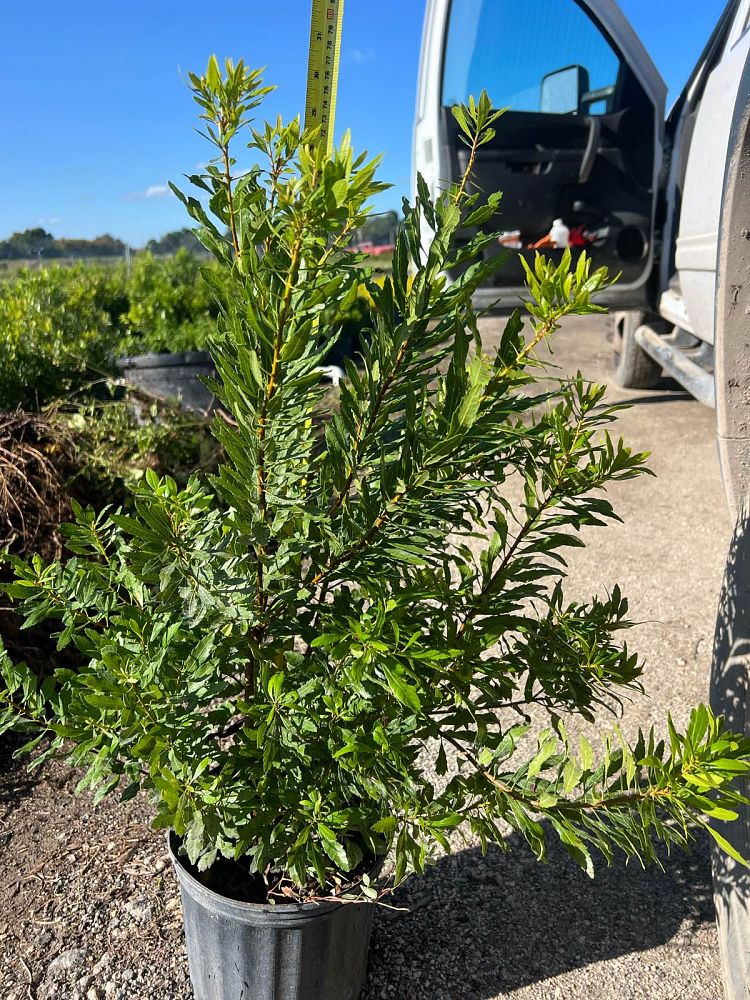 myrica-cerifera-southern-wax-myrtle-southern-bayberry-morella-cerifera