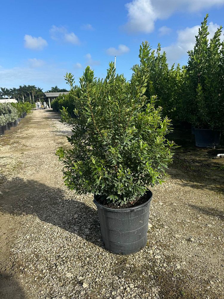 myrica-cerifera-southern-wax-myrtle-southern-bayberry-morella-cerifera